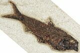 Detailed Fossil Fish (Knightia) - Wyoming #349210-1